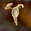Medical Device 3D Skeletal Structure Model for Anatomical Education and Surgical Planning