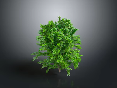 Lush Green Tree With Dense Foliage Isolated On Dark Gray Background 3d model