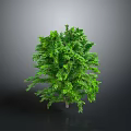 Lush Green Tree With Dense Foliage Isolated On Dark Gray Background