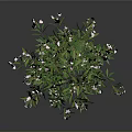 Ornamental Plant With Green Leaves And White Small Flowers In Dark Background