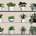 Various Different Types of Potted Plants Displayed on White Shelves Indoors