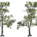 Natural Trees With Lush Green Leaves And Thick Trunks On White Background