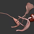 Medical Device 3D Anatomical Model Of Urinary System Organs Including Kidney Ureter And Bladder