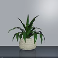 Potted Plant With Green Leaves In Woven White Pot On Smooth Table Grey Wall Background
