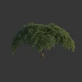 Elegant Arbor with Lush Green Foliage Dense Canopy and Strong Root System 3d model