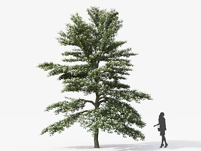 Tall Arbor With Lush Green Leaves And Woman Silhouette In Outdoor Scene 3d model