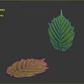 Fresh Green Plant Leaves With Detailed Veins On Gray Background And Reflection