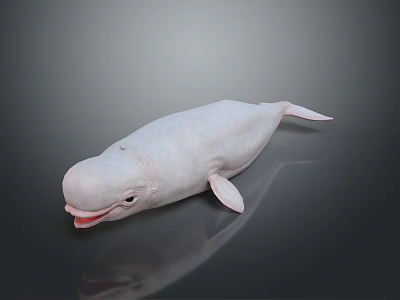 White Beluga Whale Aquatic Animal With Open Mouth And Smooth Skin Marine Creature 3d model