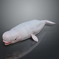 White Beluga Whale Aquatic Animal With Open Mouth And Smooth Skin Marine Creature