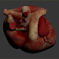 Heart Heart Human Heart Heart Anatomical Organs Human Organs Human Body 3d model