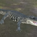 Large Crocodile with Open Mouth in Natural Outdoor Setting and Green Trees