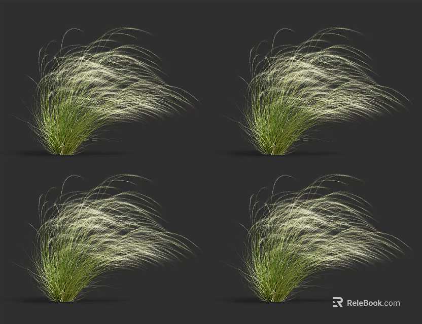 Four Clumps of Decorative Ornamental Grass with Feathery White Green Foliage in Black Backdrop 3d model 