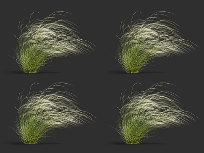 Four Clumps of Decorative Ornamental Grass with Feathery White Green Foliage in Black Backdrop 3d model