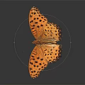Vibrant Orange Butterfly With Black Spots And Spread Wings On Dark Background
