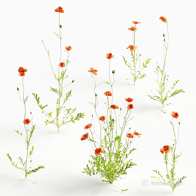 Naturally Growing Red Flowers With Green Leaves And Slender Stems On White Background 3d model 