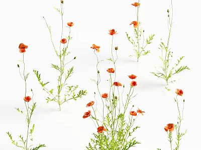 Naturally Growing Red Flowers With Green Leaves And Slender Stems On White Background 3d model