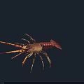 Detailed Reddish Brown Lobster With Long Antennae And Sharp Claws On White Background