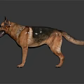 Realistic German Shepherd Dog Standing On Dark Isolated Background With Detailed Fur