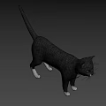 Gray And White Cat With Yellow Eyes In Standing Alert Stance