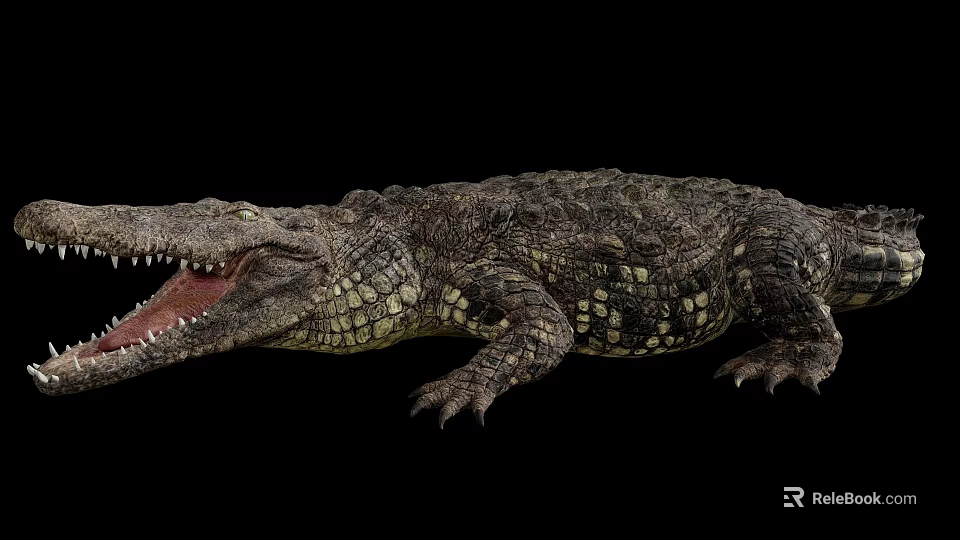 Realistic Crocodile with Open Mouth Showing Sharp Teeth and Scaly Skin on Black Background 3d model 