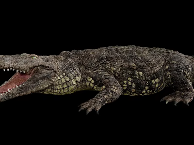 Modern Crocodile 3d model Modern Crocodile 3d model