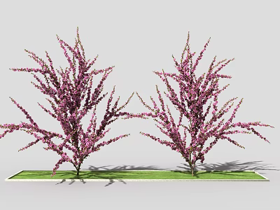 Two Ornamental Arbor Trees with Purple Blossoms Growing on Green Grass Area 3d model