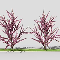 Two Ornamental Arbor Trees with Purple Blossoms Growing on Green Grass Area