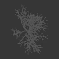 Leafless Tree With Thin Branches On Black Background And Height Scale 3d model