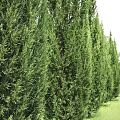 Tall Evergreen Arborvitae Trees Four Specimens With Two Color Variations For Landscaping