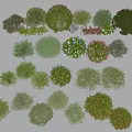 Assorted Garden Shrubs With Various Shapes Colorful Foliage And Green Red Leaves