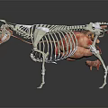 Medical Device 3D Cow Anatomy Model With Skeleton And Organs For Veterinary Education
