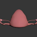 3D Model of Female Reproductive Organs Uterus Fallopian Tubes and Ovaries