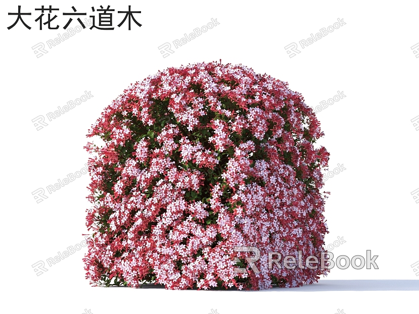 Big-flowered six-tree flowers, plants, shrubs, plants model