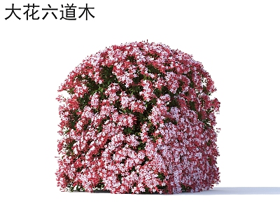 Big-flowered six-tree flowers, plants, shrubs, plants model