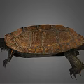 Realistic Brown Turtle With Detailed Textured Shell And Extended Limbs 3d model