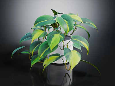 Lush Houseplant With Green And Yellow Variegated Leaves In White Pot On Dark Background 3d model