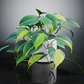 Lush Houseplant With Green And Yellow Variegated Leaves In White Pot On Dark Background