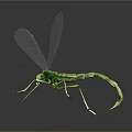Detailed View Of Green Dragonfly With Transparent Wings On Dark Background