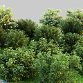 Garden Shrub Landscape Shrub Modern Shrub Residential Landscape Landscape Green Plant 3d model