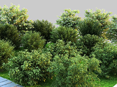 Lush Green Bushes For Garden Landscape Design With Various Sizes And Dense Foliage 3d model