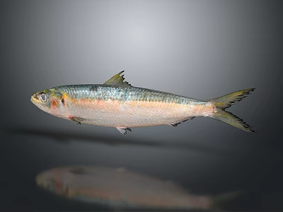 Isolated Silver Fish With Shiny Scales And Yellow Tail On Gray Background With Reflection 3d model