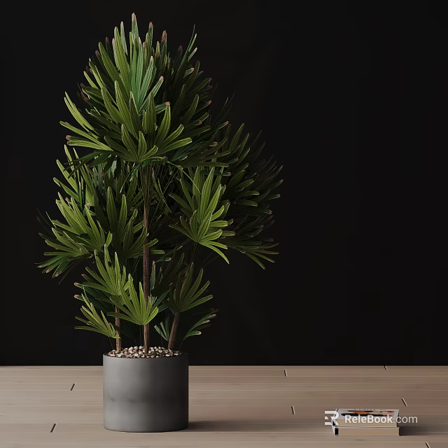 Lush Green Fan Shaped Leaf Bonsai Plant in Gray Pot on Wooden Table Black Background 3d model 