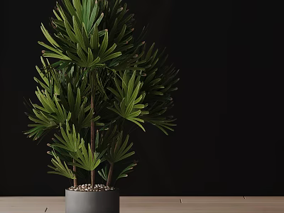 Lush Green Fan Shaped Leaf Bonsai Plant in Gray Pot on Wooden Table Black Background 3d model