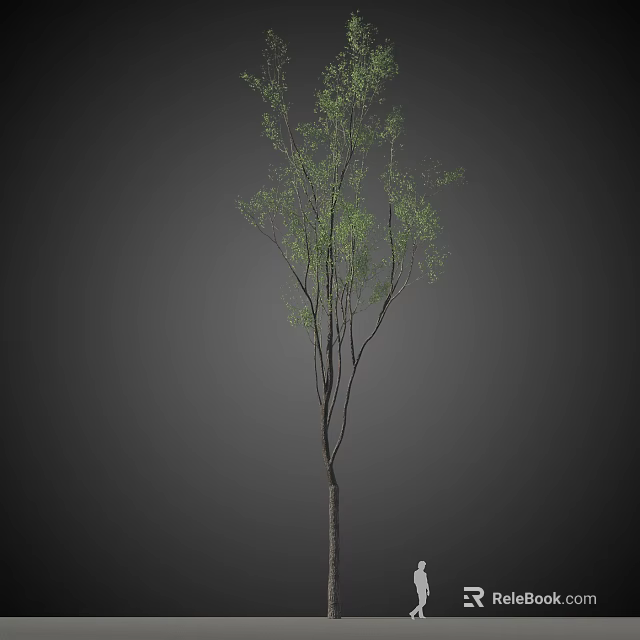 Tall Arbor With Green Leaves And Slender Branches On Dark Background 3d model 