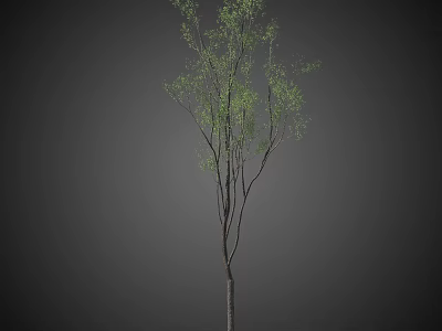 Tall Arbor With Green Leaves And Slender Branches On Dark Background 3d model