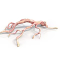 Irregular Animal Vascular Structure With Pink And Yellow Branches On White Background