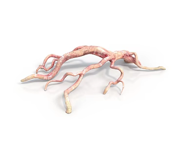 Irregular Animal Vascular Structure With Pink And Yellow Branches On White Background 3d model
