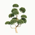 arbor modeling tree 3d model