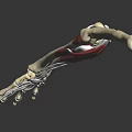 Human Arm Organ Anatomical Model Showing Skeleton Muscles and Skin Hair Structure