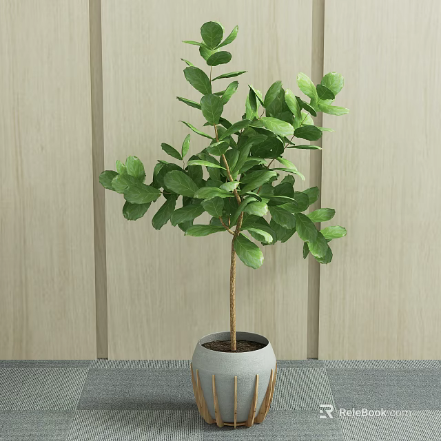 Potted Bonsai Plant with Lush Green Leaves in White Striped Pot Against Light Wooden Wall 3d model 